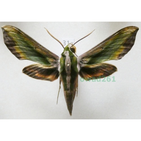 Pergesa acteus (Cramer, 1779) ex. ovo Thailand 63mm31c